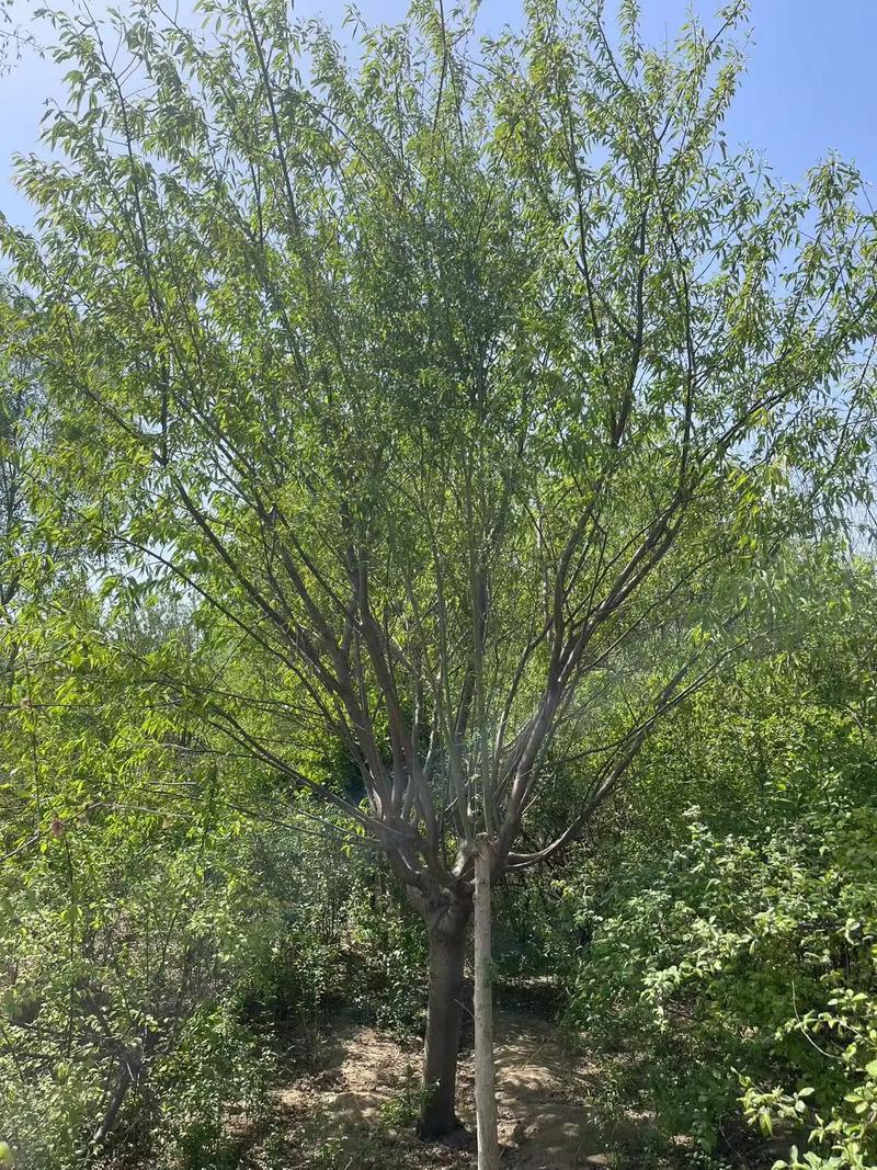 山里种植桃树的风水条件怎么样？