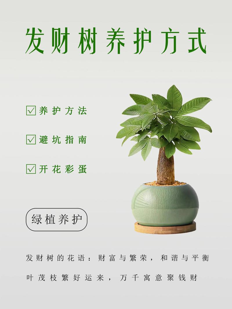 摇钱树对家居风水有哪些具体的好处呢？