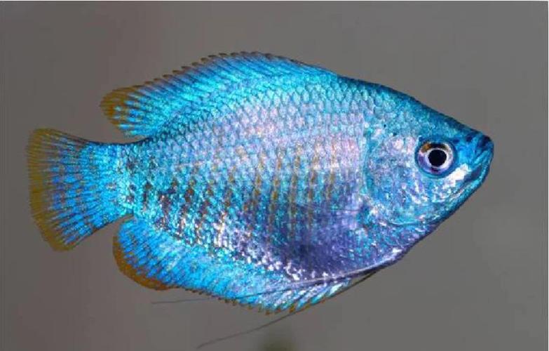 印度丽丽鱼作为风水鱼，其寓意和作用究竟有何独特之处？