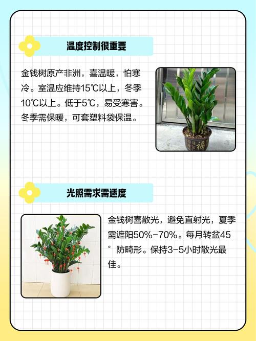 金命水命适合养什么绿植？金钱树养殖方法与技巧使用什么肥料？
