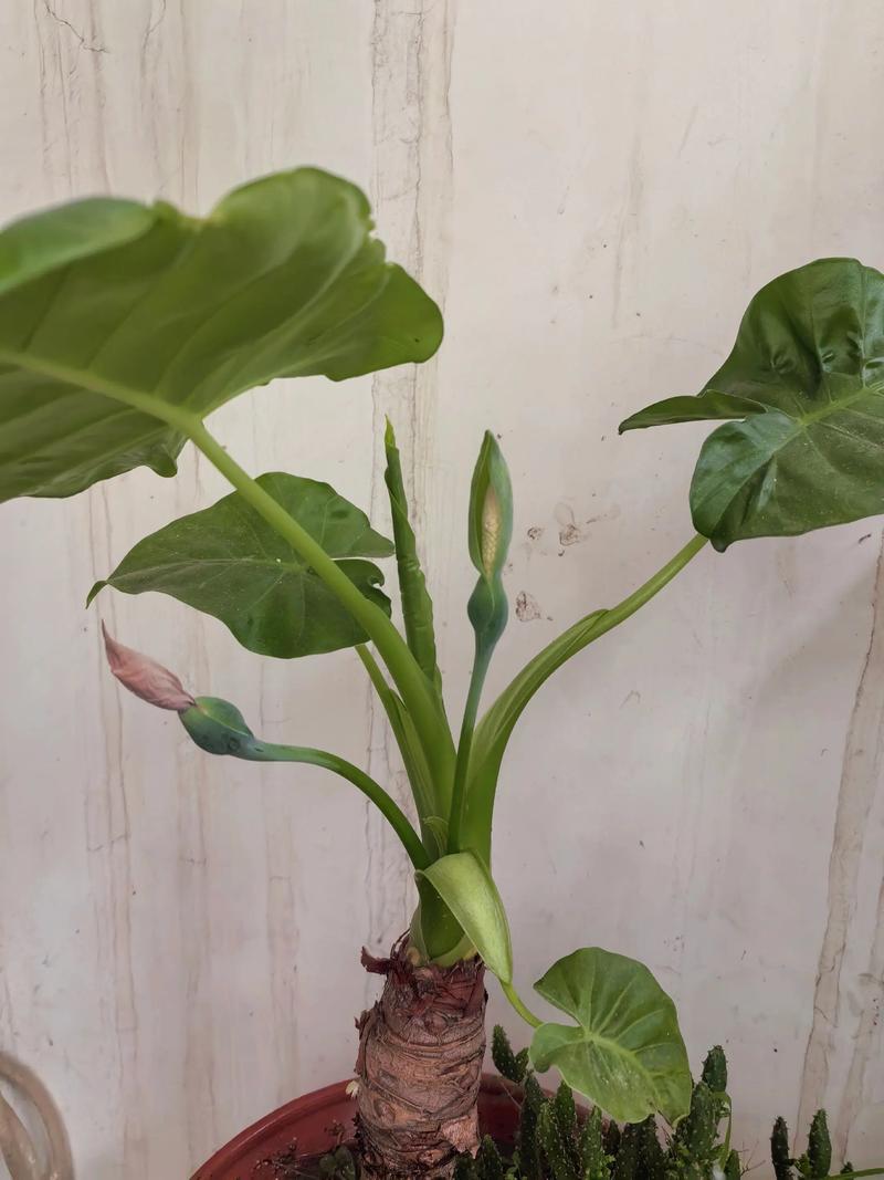 铁观音花摆放对家居风水有怎样的影响或作用？