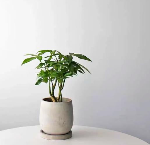 风水植物真的能辟邪吗？对家庭吉凶有影响吗？