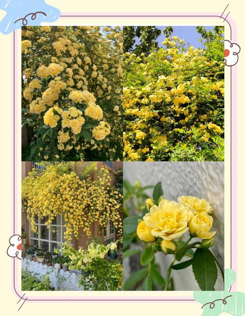 木香花在风水上有哪些寓意和作用？