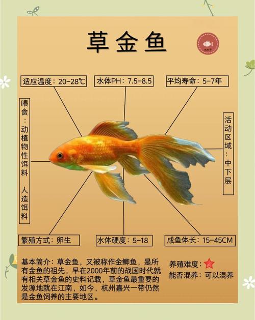 家中养的金鱼难道不是被称作风水鱼吗？