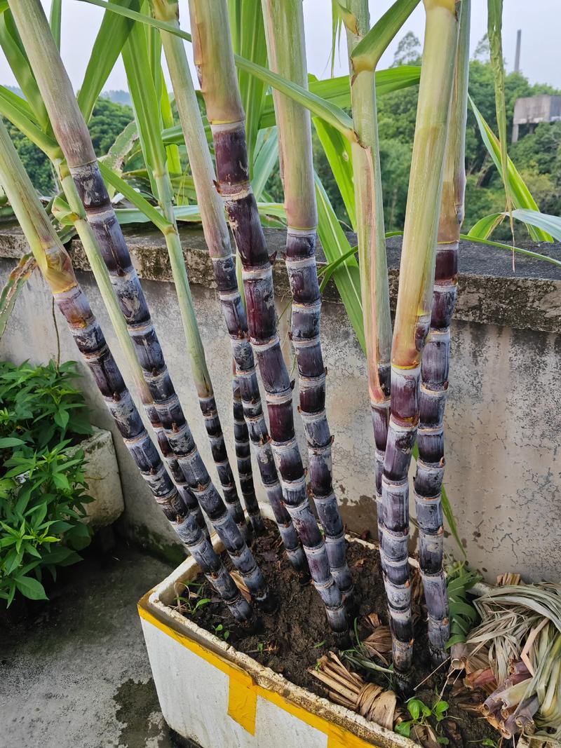 家里种植甘蔗会对风水产生怎样的影响呢？