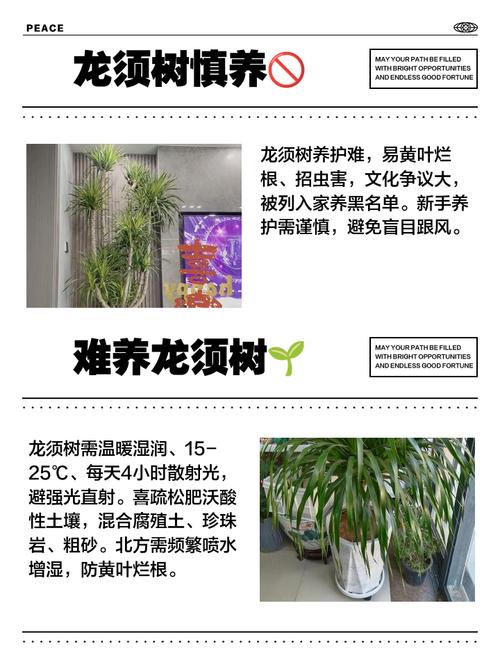 龙血树的风水作用有哪些具体表现？