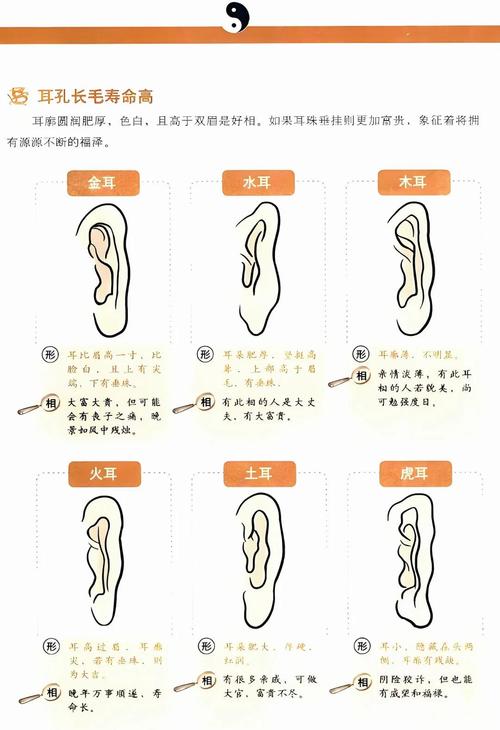 耳朵尖的人命运如何？耳朵上尖尖代表什么含义？