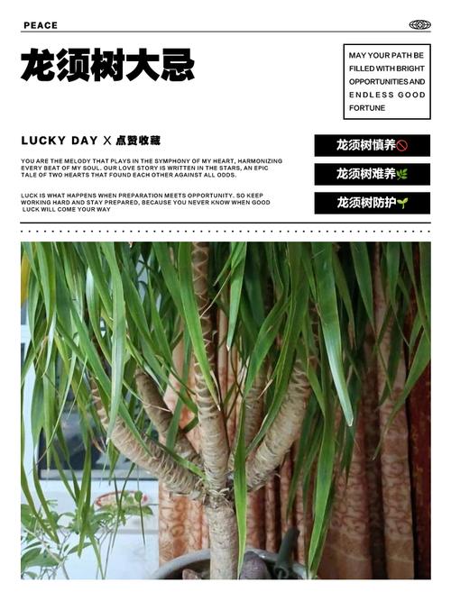 龙血树的风水作用有哪些具体表现？