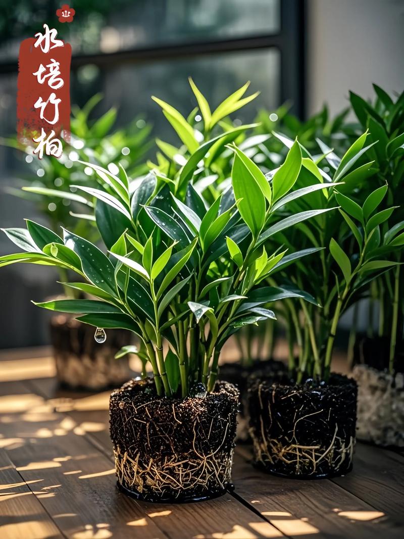 盆栽竹柏摆放时有哪些风水讲究需要注意呢？