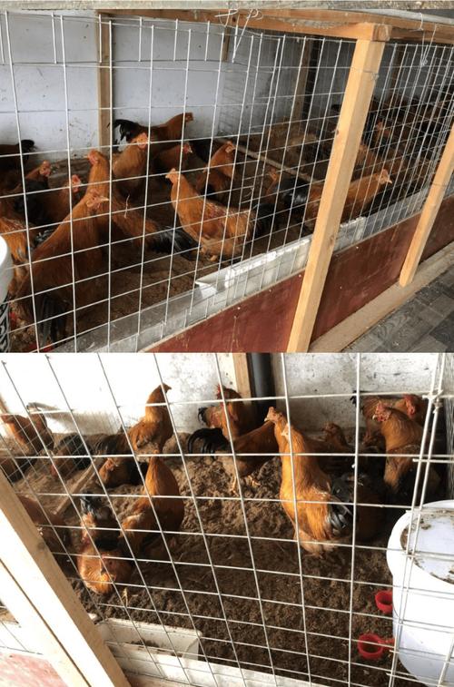 楼顶房间养鸡会对风水产生哪些不利影响？