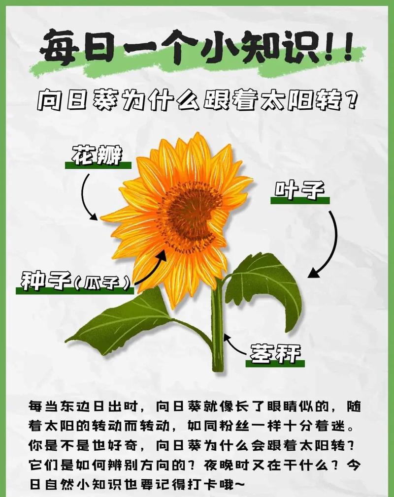 向日葵在风水布局中是否存在什么特别忌讳的情况？