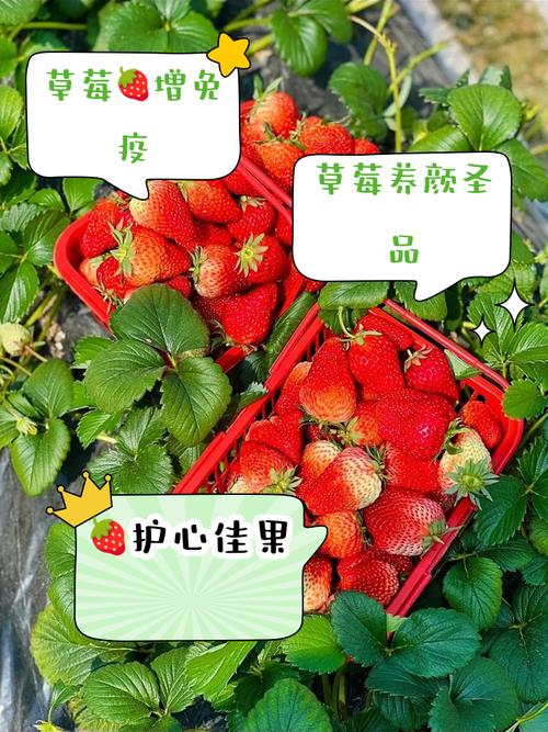 家里养草莓会对风水产生怎样的影响呢？