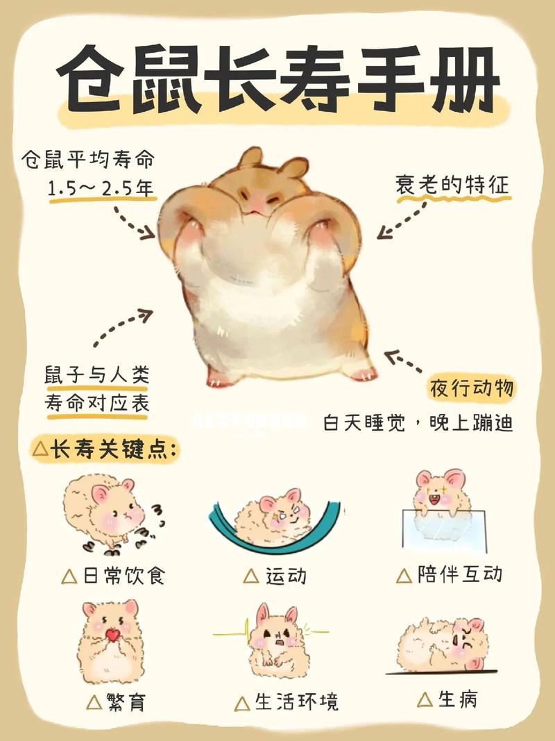 仓鼠属相命是什么属鼠的人养仓鼠合适吗？