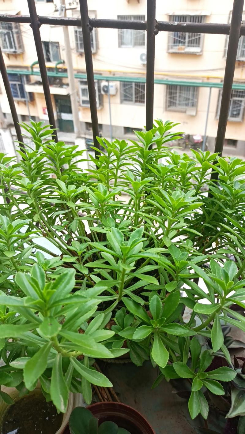 阳台风水适宜种植田七吗？
