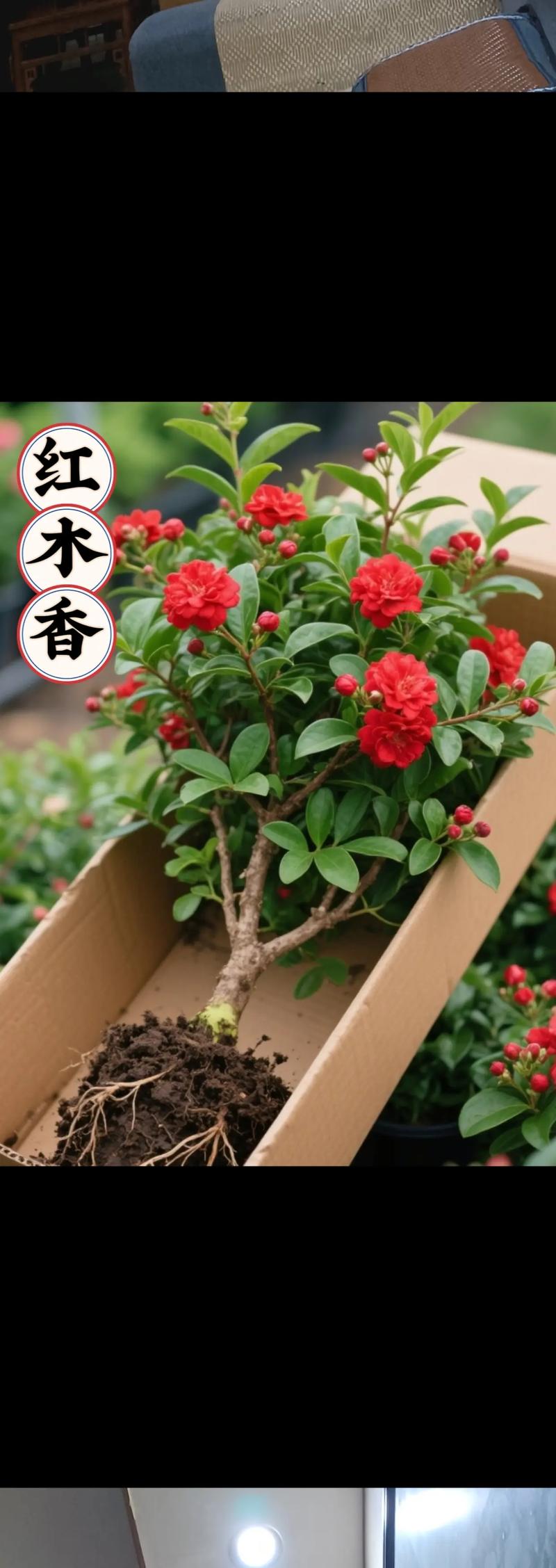 红木香花对家庭风水有影响吗？