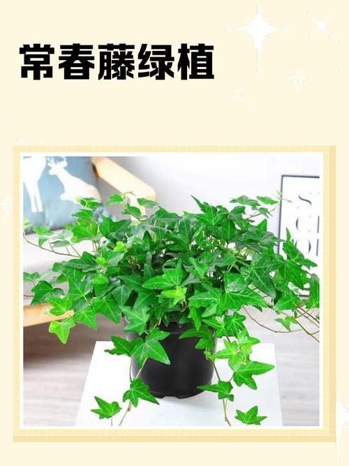 家里摆放藤蔓植物会影响风水吗？