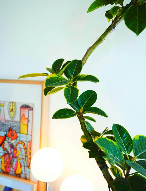 卧室摆放榕树会影响风水吗？