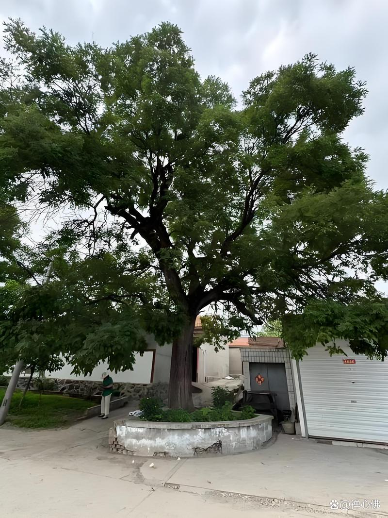 门前种槐树对风水有好处吗？