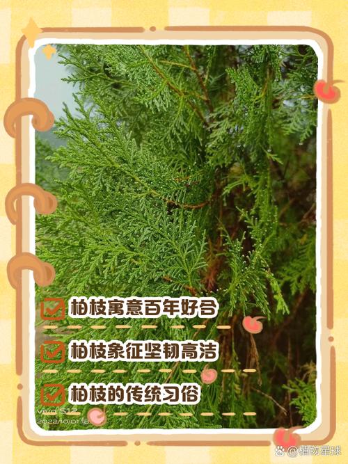 松树命的含义是什么？松柏树的功效和作用有哪些？