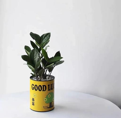 盆栽在风水中的作用和意义究竟有多大呢？