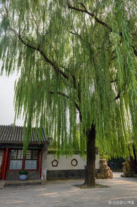 门口种柳树对风水有影响吗？