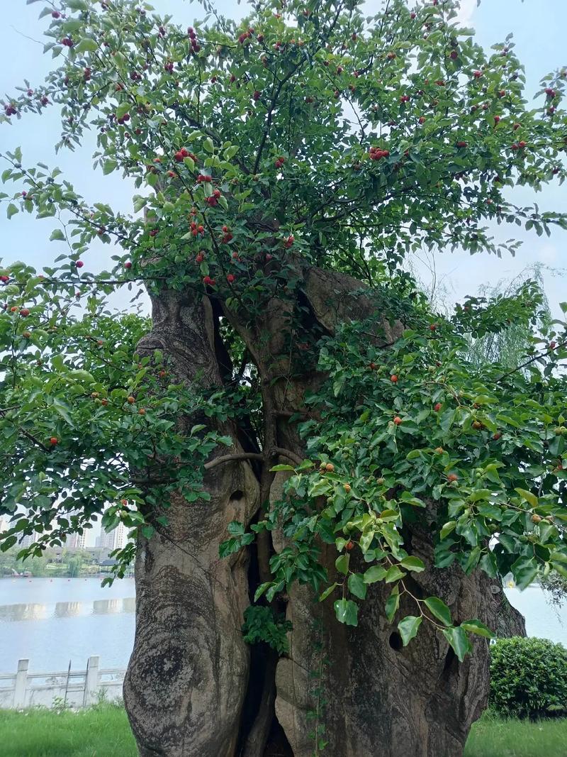 在风水石头上种植果树可行吗？