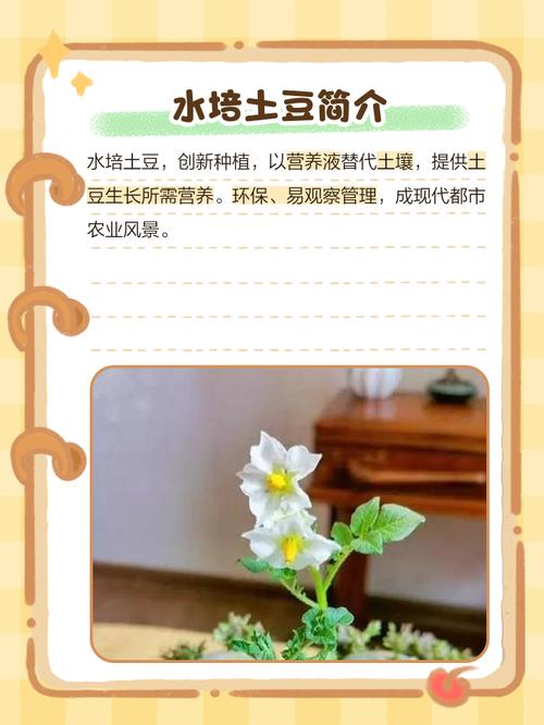 室内种植土豆会对家中的风水产生不良影响吗？