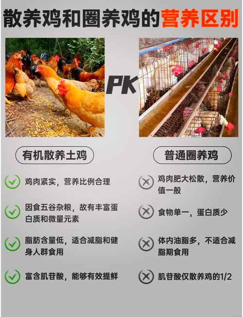 土鸡之命与何物相合？五种鸡命之中，哪一种命最好？