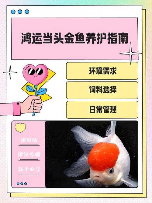 家里养大鱼风水如何，是否吉利？