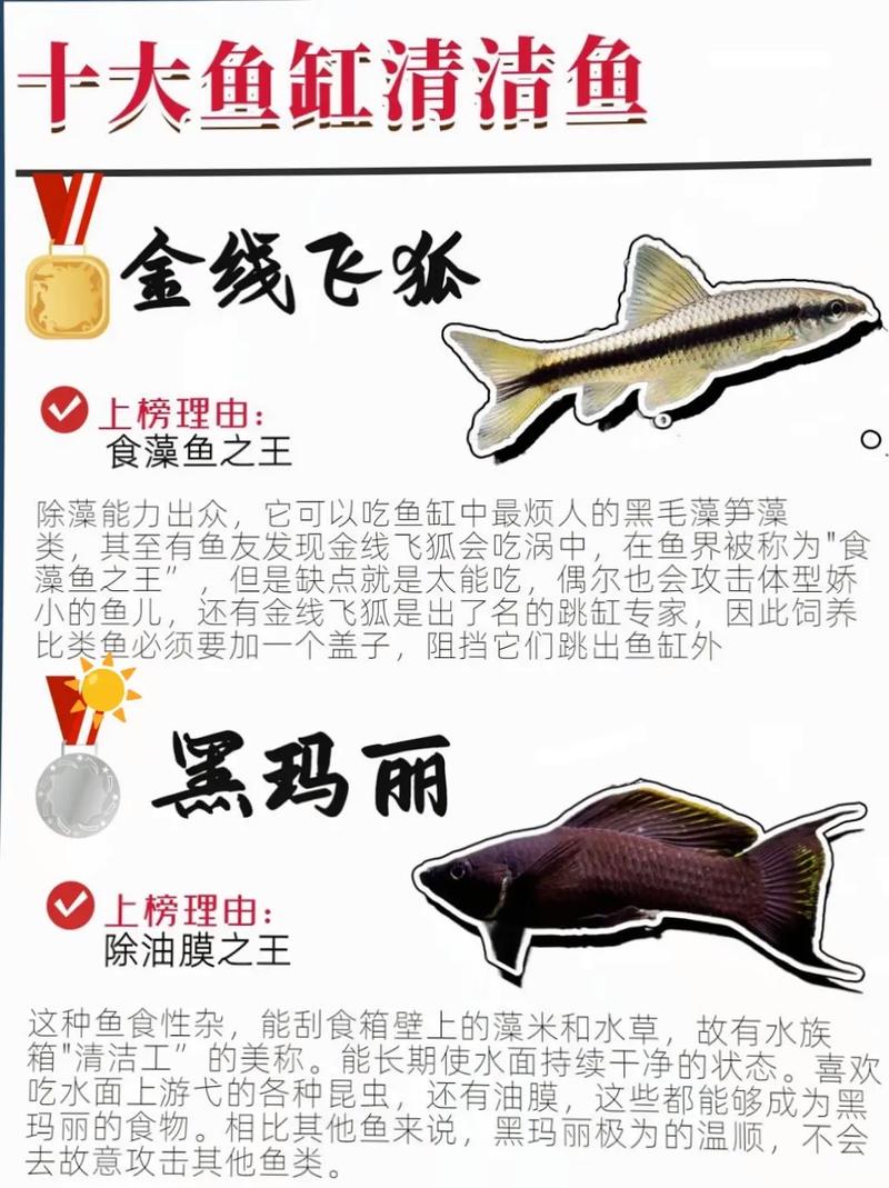 清洁工鱼究竟是否属于风水鱼的一种呢？