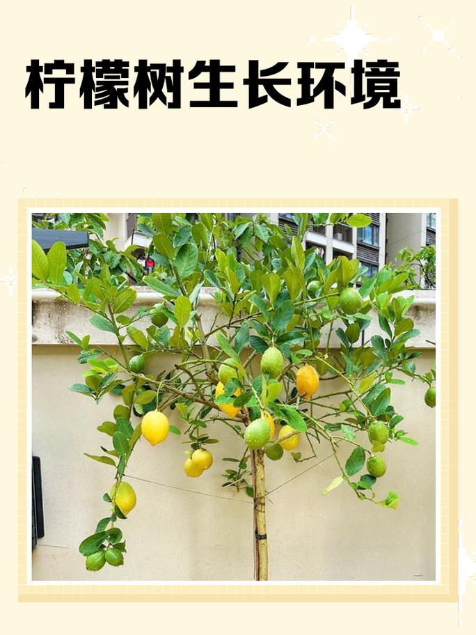 在风水院子里种植柠檬树合适吗？