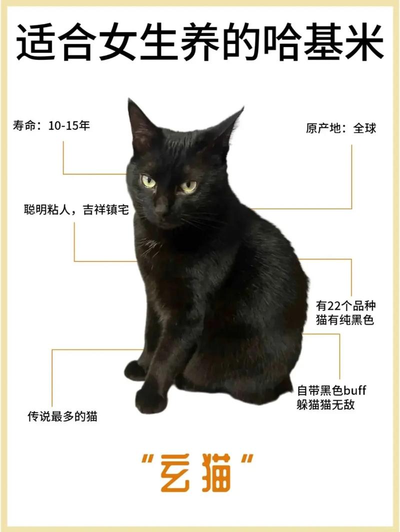 哪种命理的人最适合养什么猫以旺运？