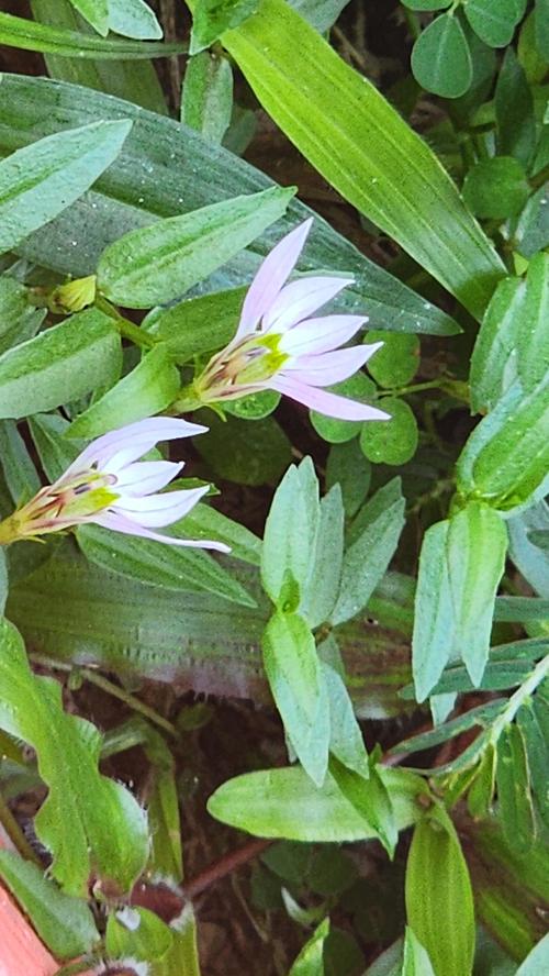 阳台适合种植风水半边莲吗？