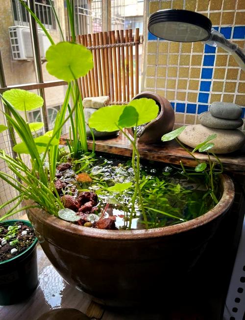 阳台摆放风水鱼缸真的能带来好运吗？