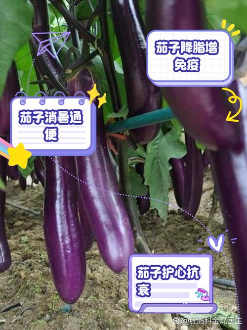 家里种茄子会影响风水吗？有没有什么讲究？