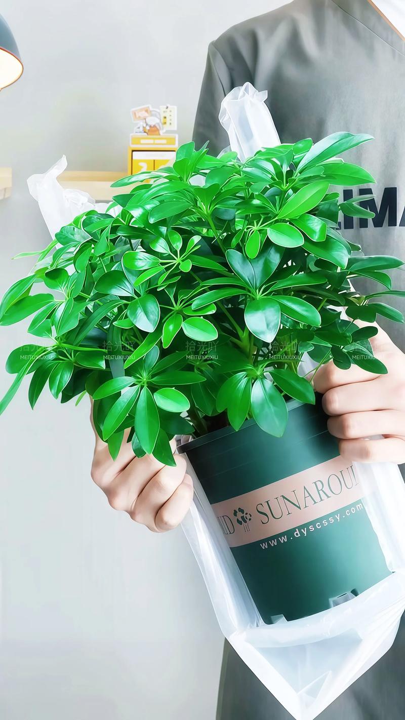 家里摆放盆景需要注意哪些风水讲究才能带来好运？