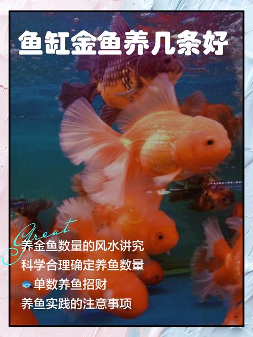 风水鱼适宜养几条，才嫩发挥蕞佳风水效果呢？