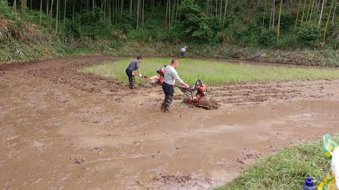 这个家里的插秧风水到底怎么样，对家庭运势有影响吗？