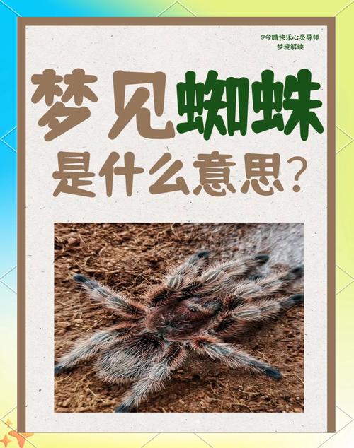 家里出现蜘蛛是否预示着风水上的吉凶？