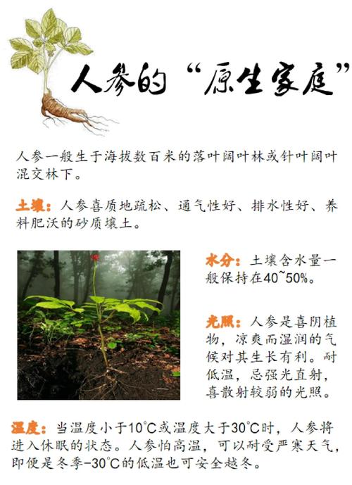 家里种植人参会对风水产生怎样的影响呢？