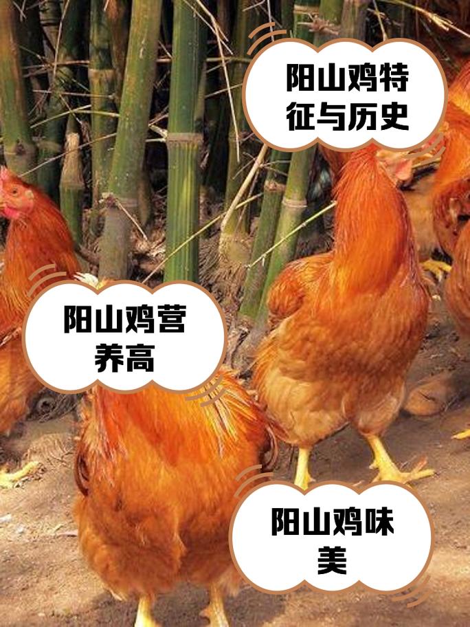 阳台养鸡风水上是否吉利，有没有什么讲究？