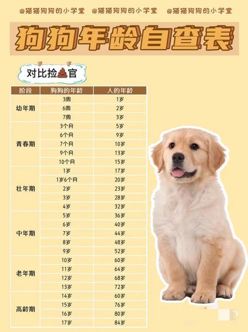 狗6.13是什么命？46年的狗是什么命？它们分别属于哪个生肖？