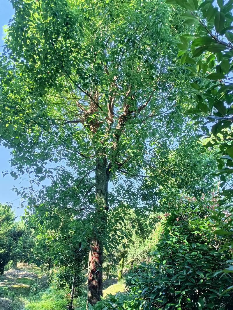 二十年的香樟树作为风水树，其风水效果如何？