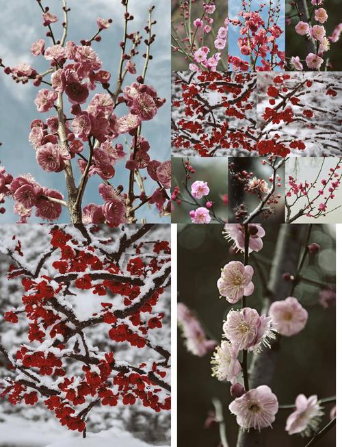 梅花之命是哪种命格？梅花命对女性意味着什么？