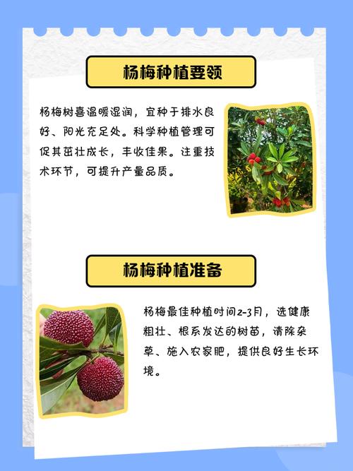 坟地种植杨梅风水如何？适宜吗？