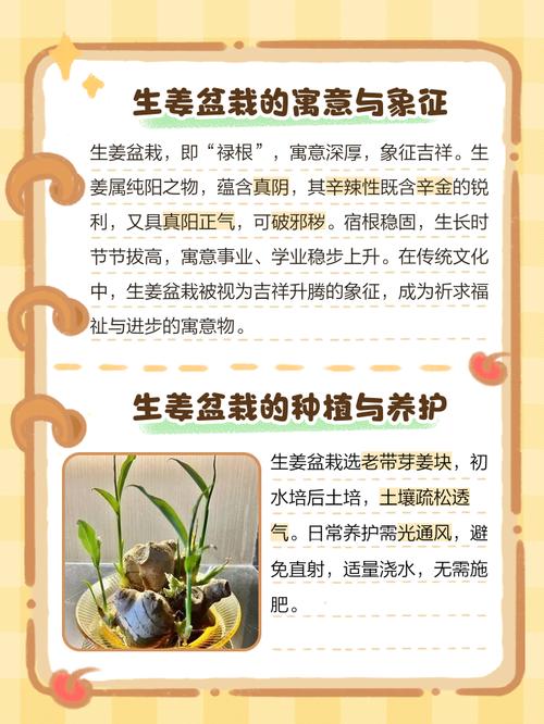 阳台种植生姜真的有讲究风水吗？