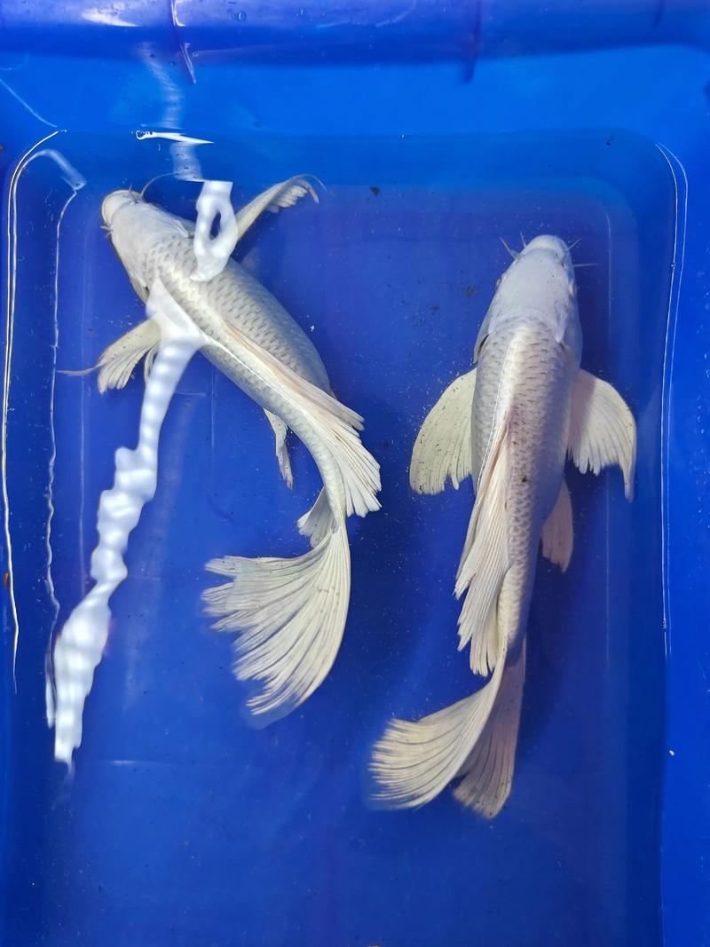 白蝴蝶锦鲤究竟算不算具有风水意义的观赏鱼呢？