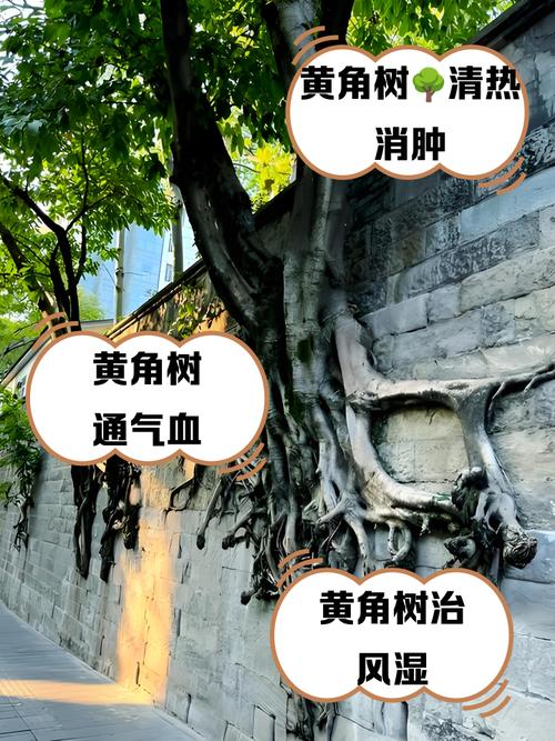 小区种植黄桷树会对风水产生怎样的影响呢？