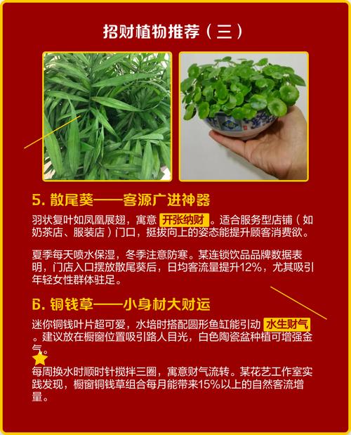 门面植物对风水有怎样的影响呢？