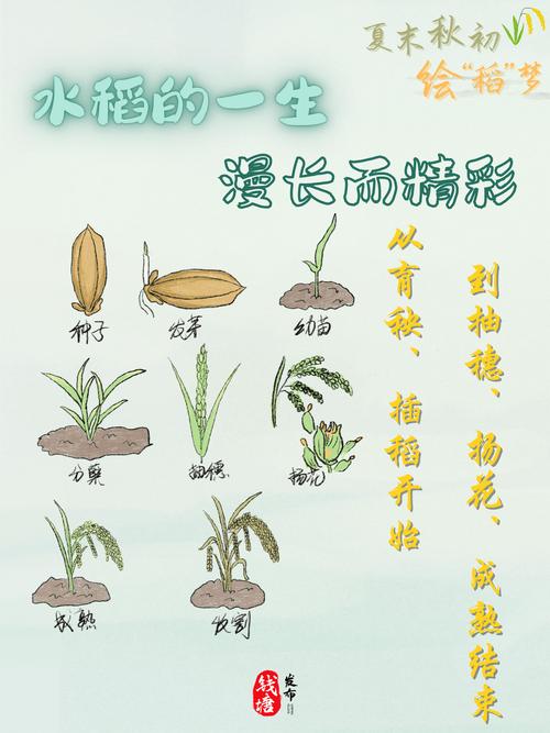 家里种植稻谷，这风水对农作物生长有影响吗？